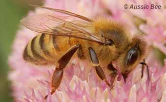 9 Facts about Australian Native Bees