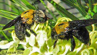 Australian Native Bee Research